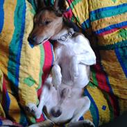 Dansk svensk gaardhund scooby