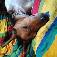 Dansk svensk gaardhund scooby