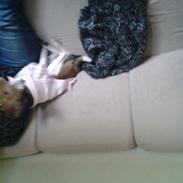 Dansk svensk gaardhund scooby