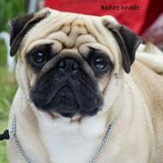 Mops Sprogu Ambitious Alexander