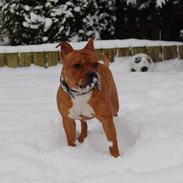 Staffordshire bull terrier Pax