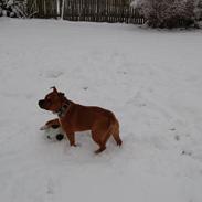 Staffordshire bull terrier Pax