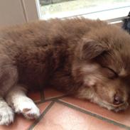 Finsk lapphund Fenja