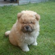 Chow chow azlan