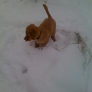 Nova scotia duck tolling retriever Anton