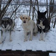 Siberian husky CITA LULU SALI