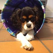 Cavalier king charles spaniel Enya (Diamantra´s Bianca Love)