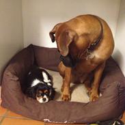 Cavalier king charles spaniel Enya (Diamantra´s Bianca Love)