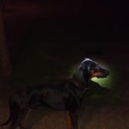 Dobermann Tyson