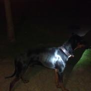 Dobermann Tyson
