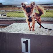 Blanding af racer Aayla Secura