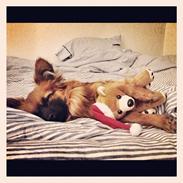 Blanding af racer Aayla Secura