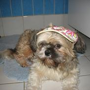 Shih tzu Gizmo