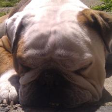 Engelsk bulldog Finn