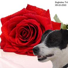 Jack russell terrier Frida