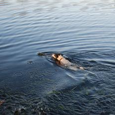 Jack russell terrier Frida