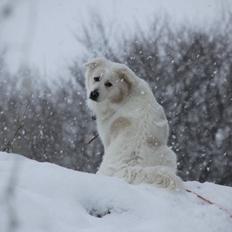 Blanding af racer Nemo