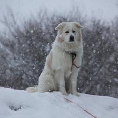 Blanding af racer Nemo