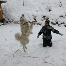 Blanding af racer Nemo