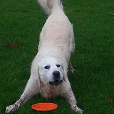 Golden retriever Julius (Vesterlands Ulli)