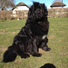Newfoundlænder Coco ( Justina goes party