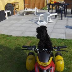 Kerry blue terrier Blacky