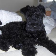 Kerry blue terrier Blacky