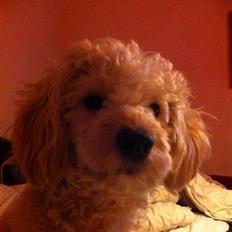 Blanding af racer Fenris