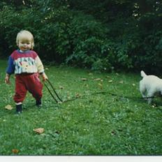 West highland white terrier Nufti