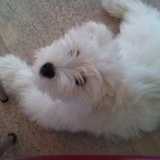 Bichon havanais Nicki