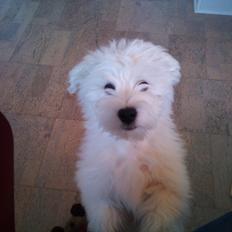 Bichon havanais Nicki