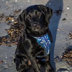 Labrador retriever Trunte