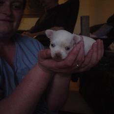 Chihuahua Gizmo