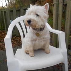 West highland white terrier La Toya  (Den specielle<3)
