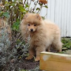 Mittelspitz Maxi (Sable Shade´s Red Bull)