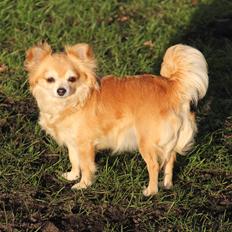 Chihuahua Emily