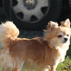 Chihuahua Emily