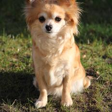 Chihuahua Emily