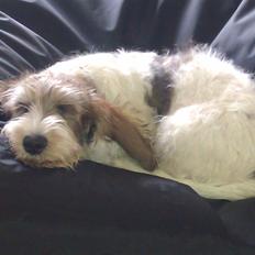 Petit basset griffon wendéen Rasmus