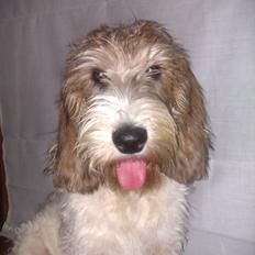 Petit basset griffon wendéen Rasmus