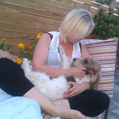 Petit basset griffon wendéen Rasmus