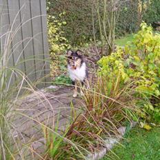 Collie langhåret Molly