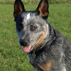 Australsk cattledog Dundee