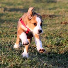 Blanding af racer Xena