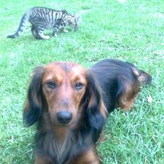 Dværggravhund Fiffi :-*