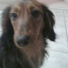 Dværggravhund Fiffi :-*