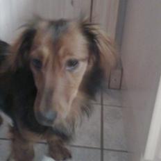 Dværggravhund Fiffi :-*