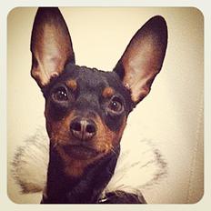 Dvaergpinscher Loui Banudchi