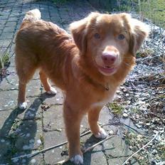 Nova scotia duck tolling retriever shaggy tollers stay with me (zippo)