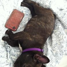 Fransk bulldog Luna Berta